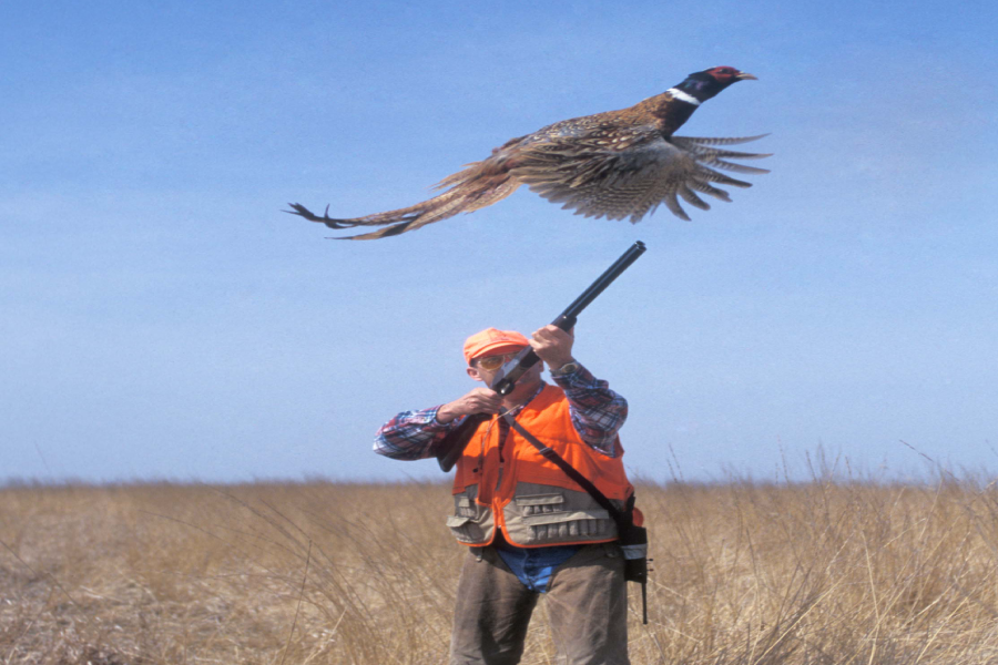Take a Hands on Quail Hunting Trip with Burnt Pine Plantation